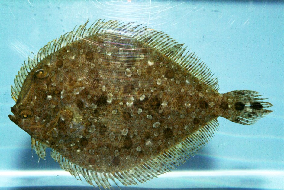 Морская камбала