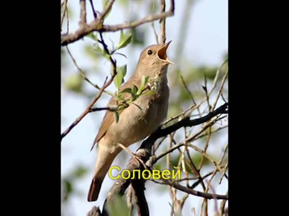 Соловушка Чита