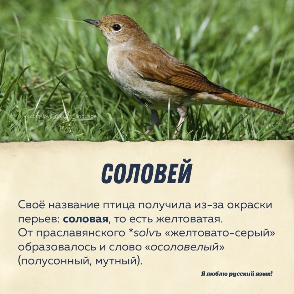 Птицы в весеннем лесу