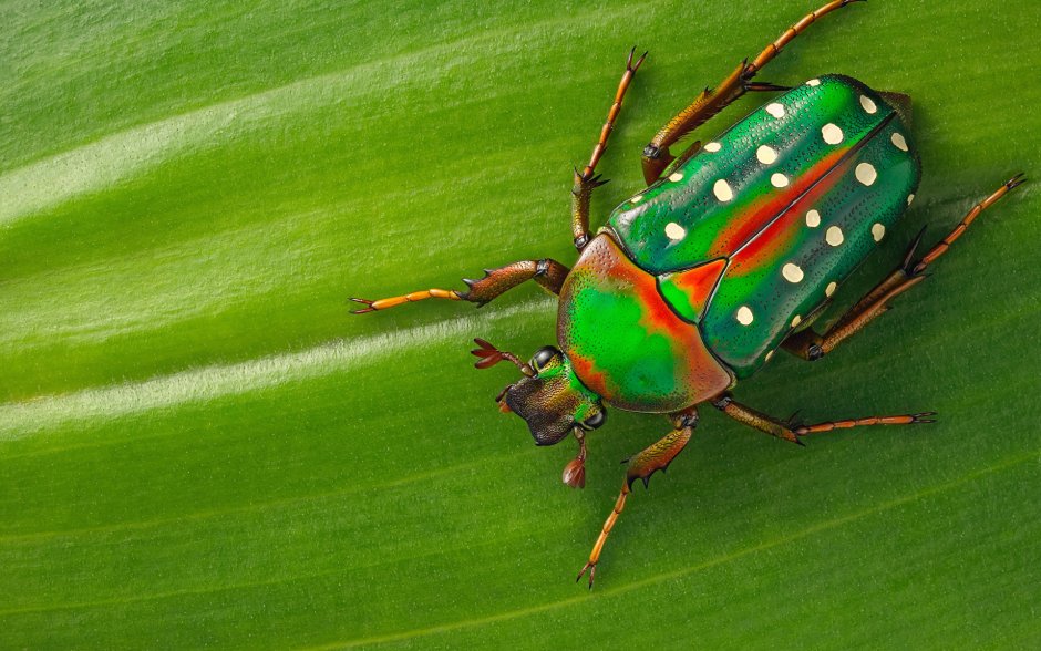 Phanaeus Vindex