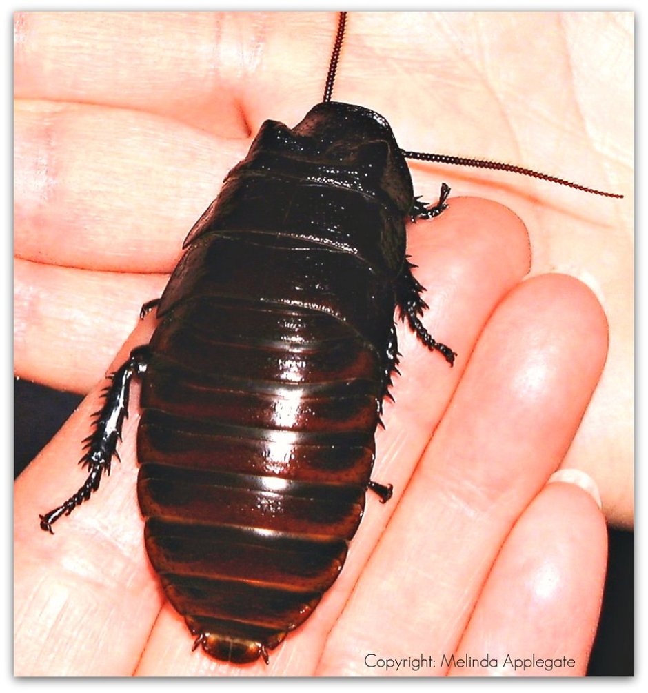 Цветочный Жук Mecynorrhina torquata