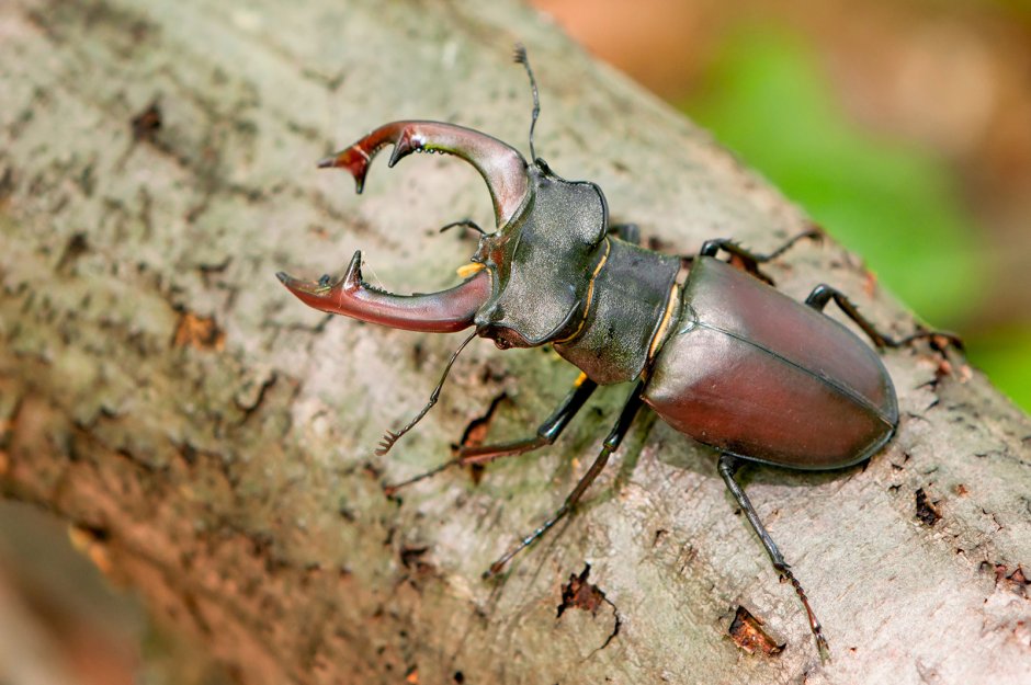 Treehoppers Aetalionidae