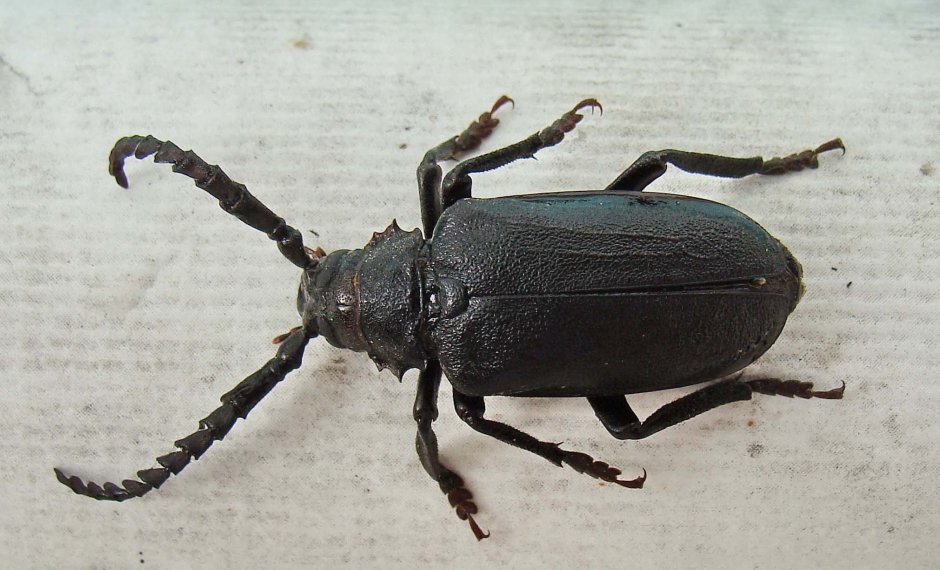 Жук веероус Coleoptera