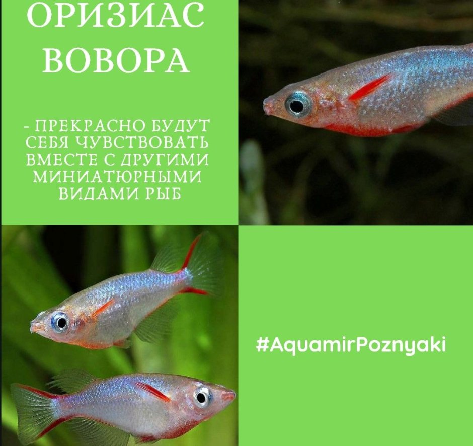 Оризиас вовора аквариумная рыбка в аквариуме