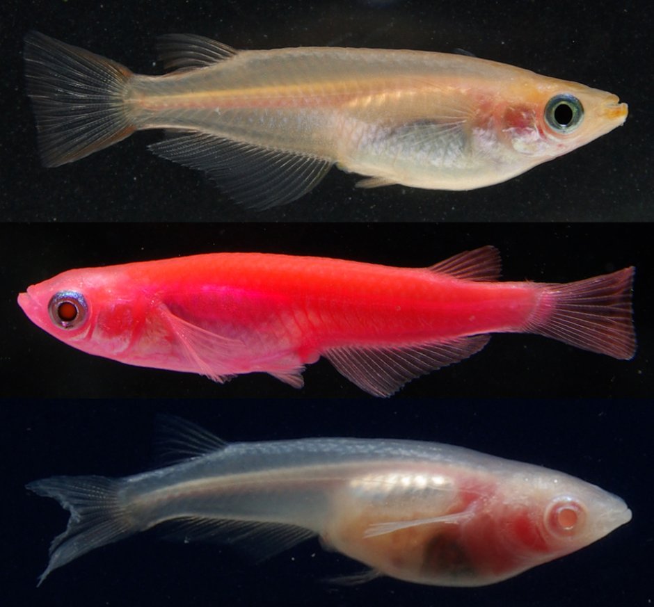 Hyphessobrycon robustus