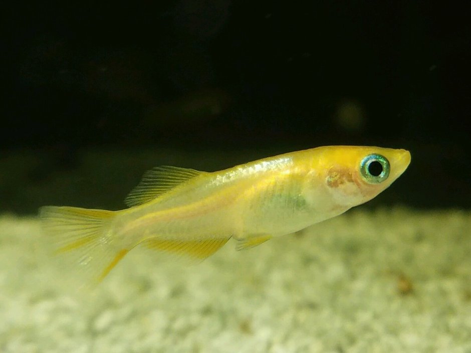 Японская Медака (Oryzias Latipes)