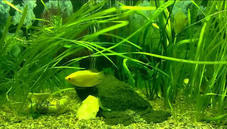 Верховка Leucaspius delineatus