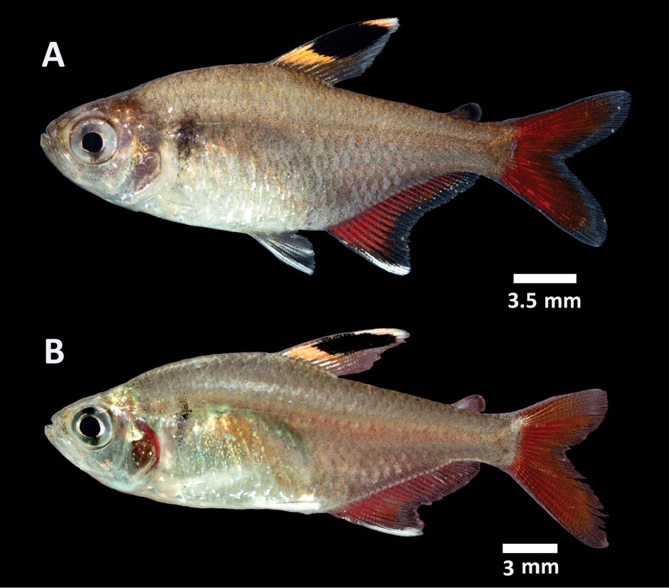 Кардинал Tanichthys albonubes