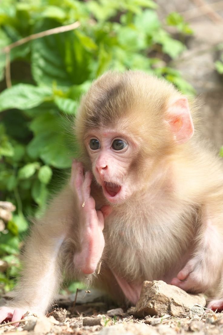 Кунац меймун