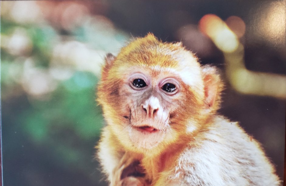 Довольная обезьянка