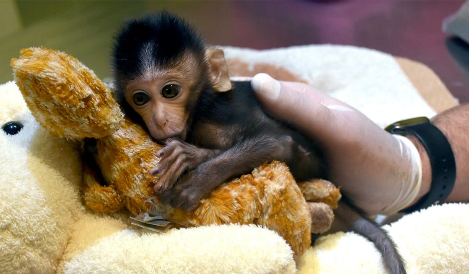 Ручная обезьянка