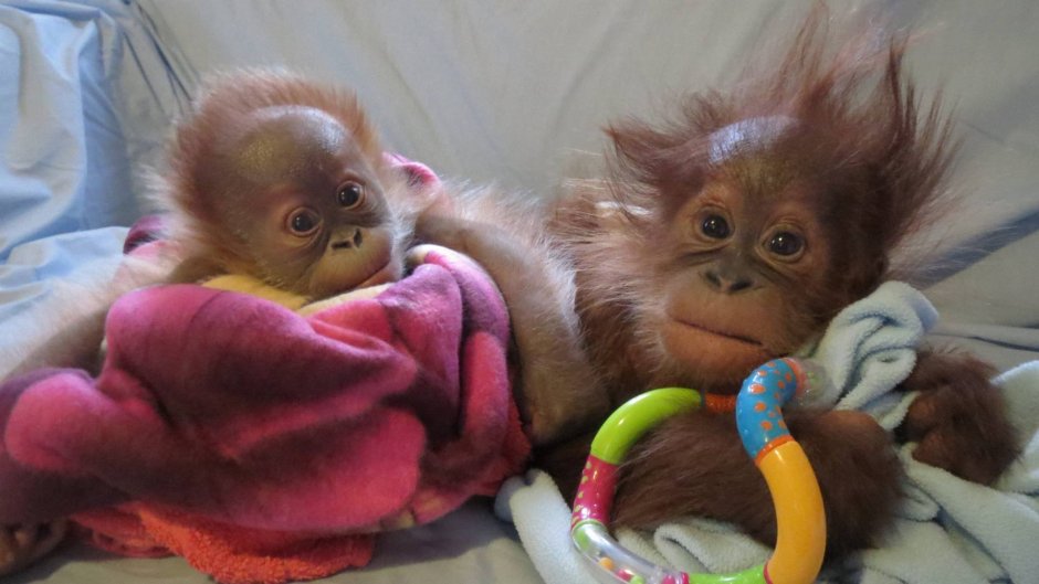 Обезьяна в домашних условиях