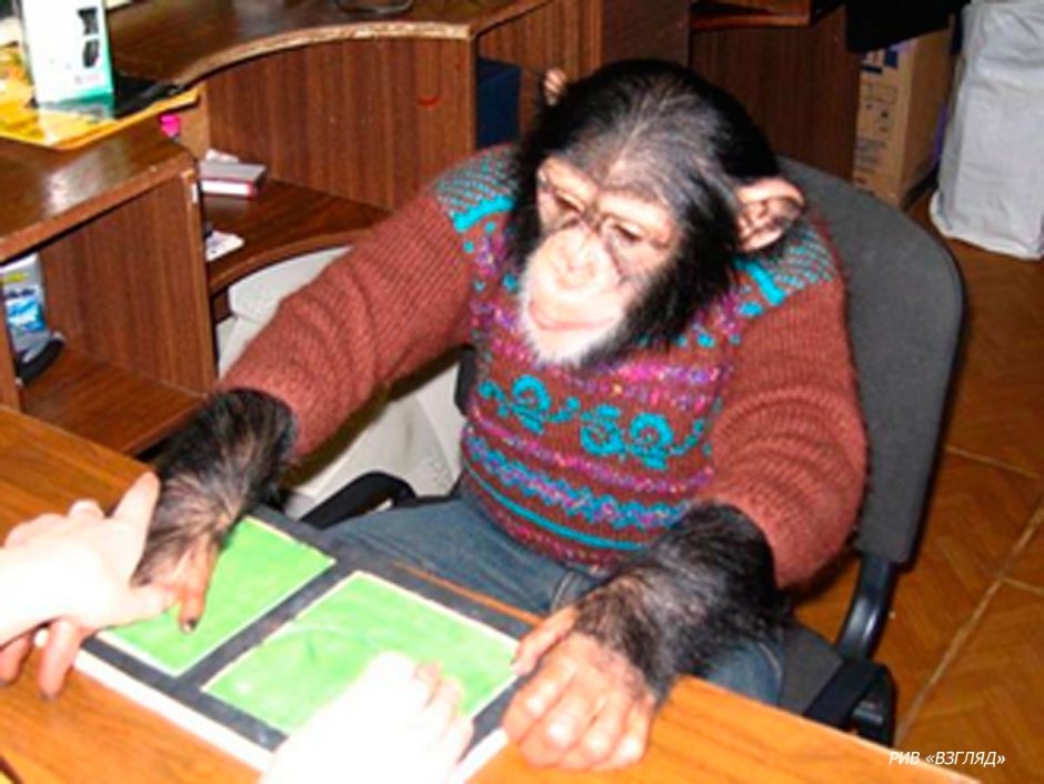 Обезьяна в доме