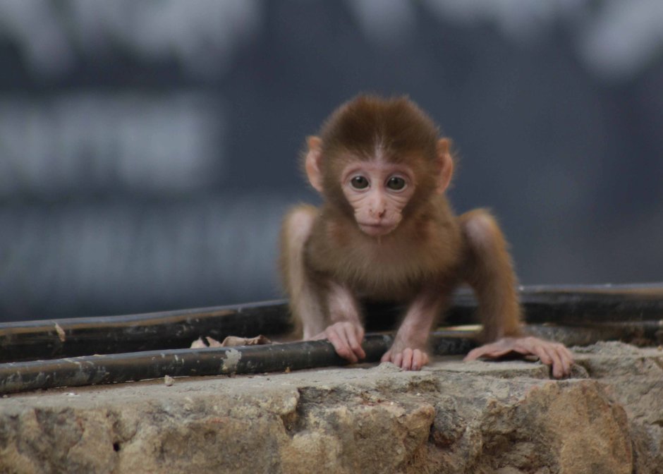 Обезьяна чичичи