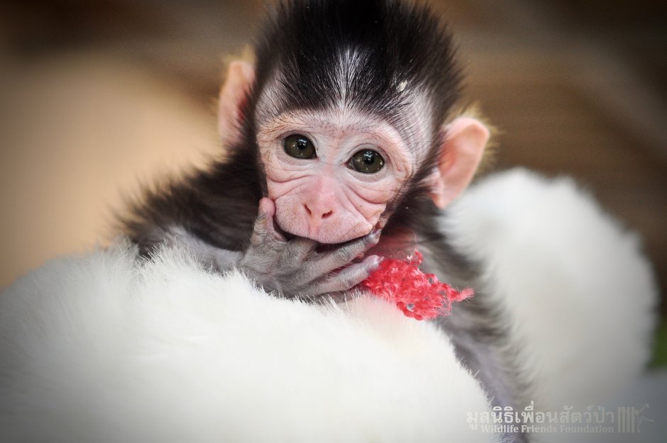 Обезьяна с бантиком