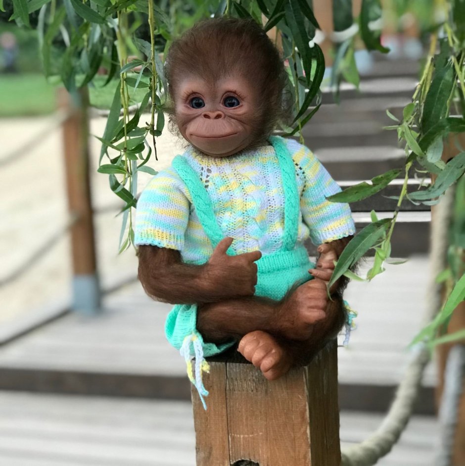 Обезьянка в одежде