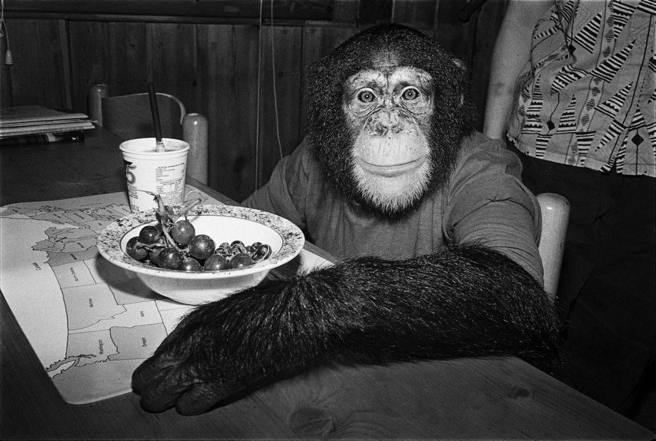 Шимпанзе домашний