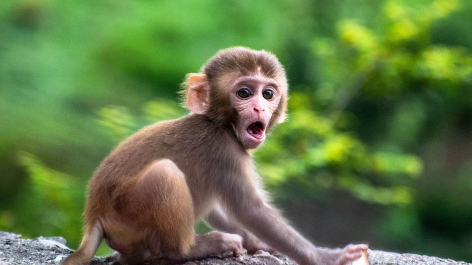 Мартышковые приматы