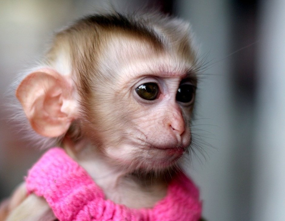 Красивая обезьянка