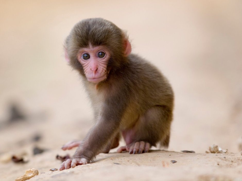 Гамадрил маленькая обезьянка