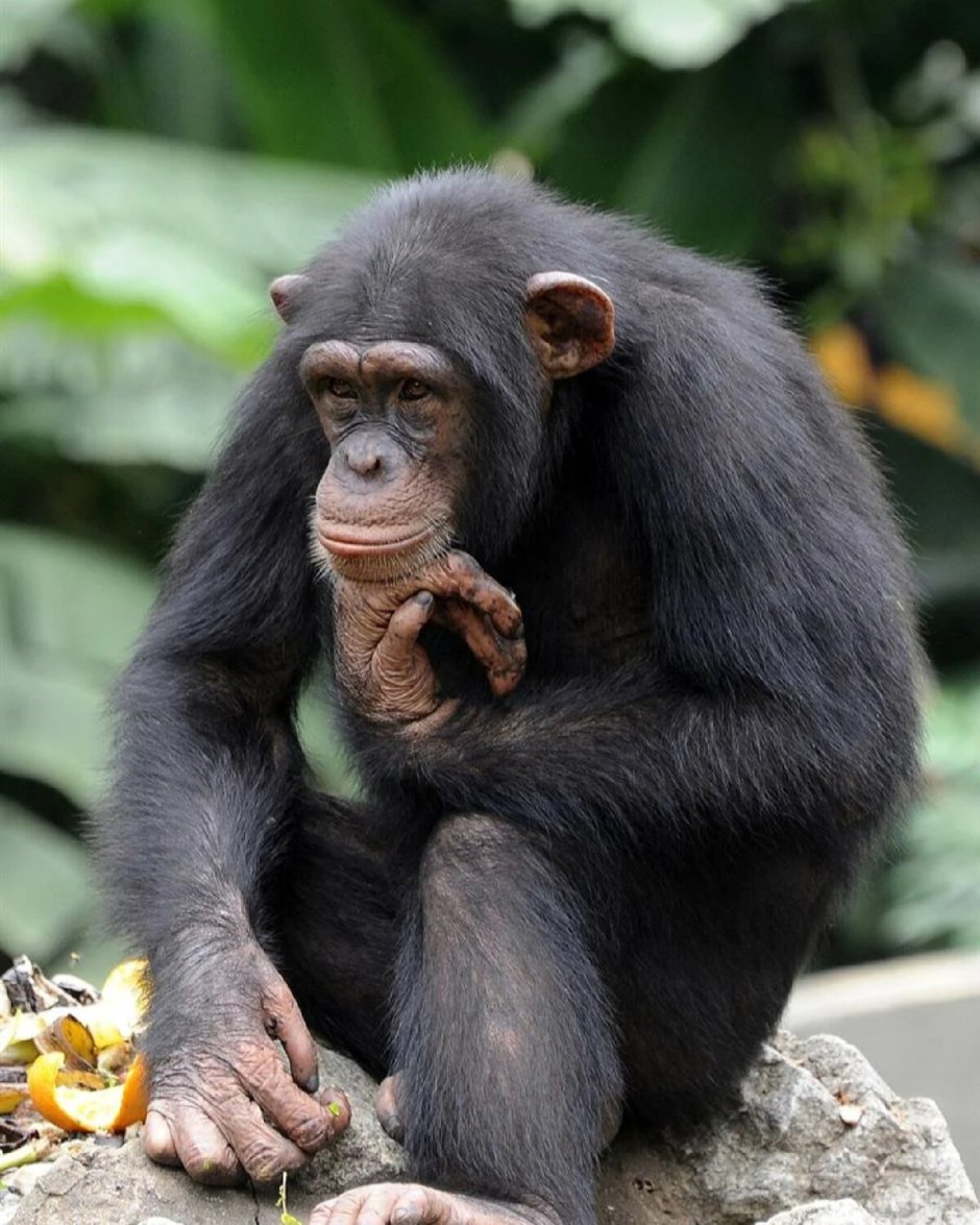 Обезьяна шимпанзе