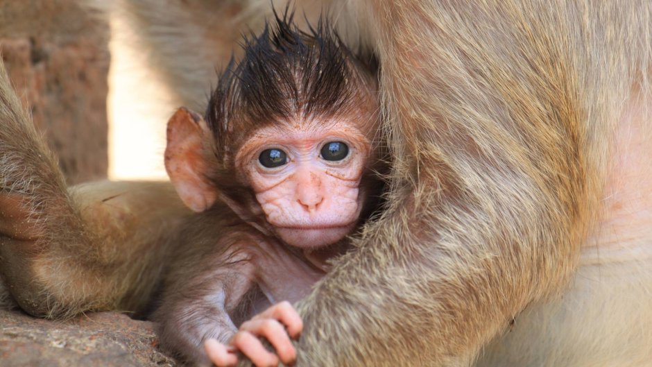 Маленькая волосатая обезьяна