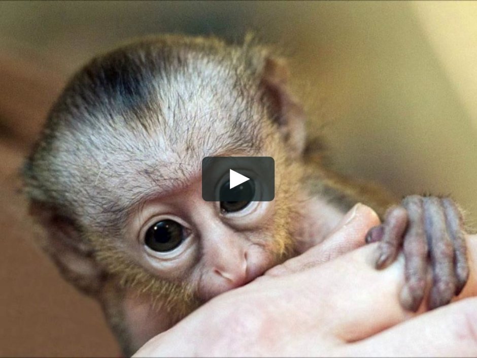 Ручная обезьянка