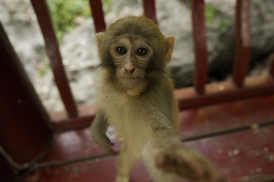 Настоящая обезьяна