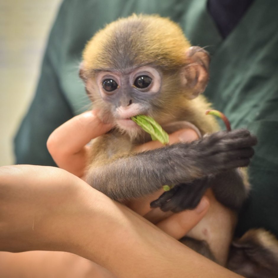 Карликовый капуцин