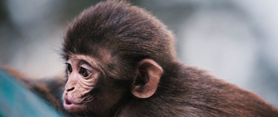 Маленькая обезьянка с языком