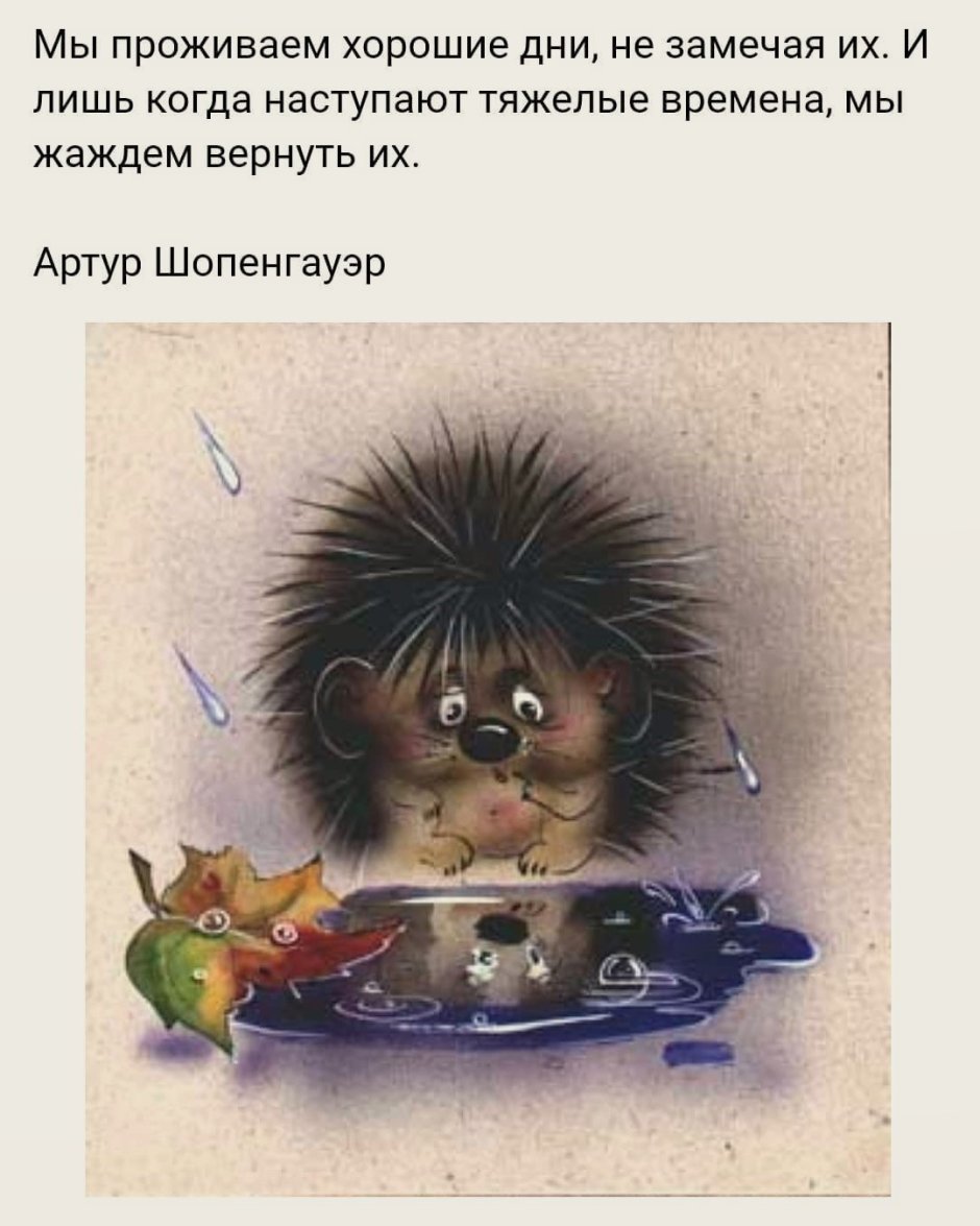 Еж прикол