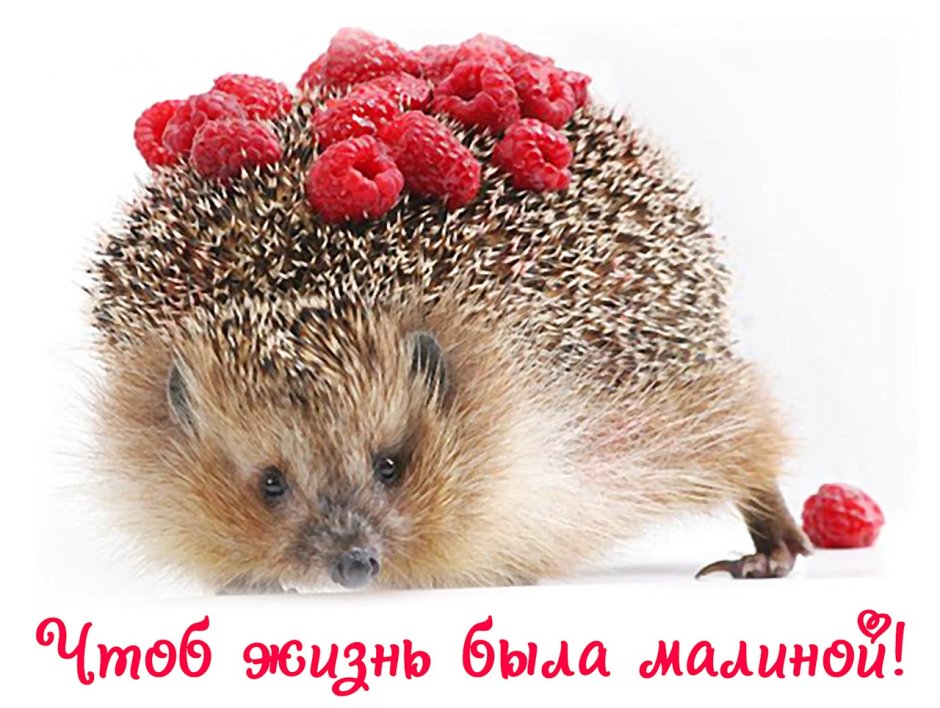 Больной Ежик