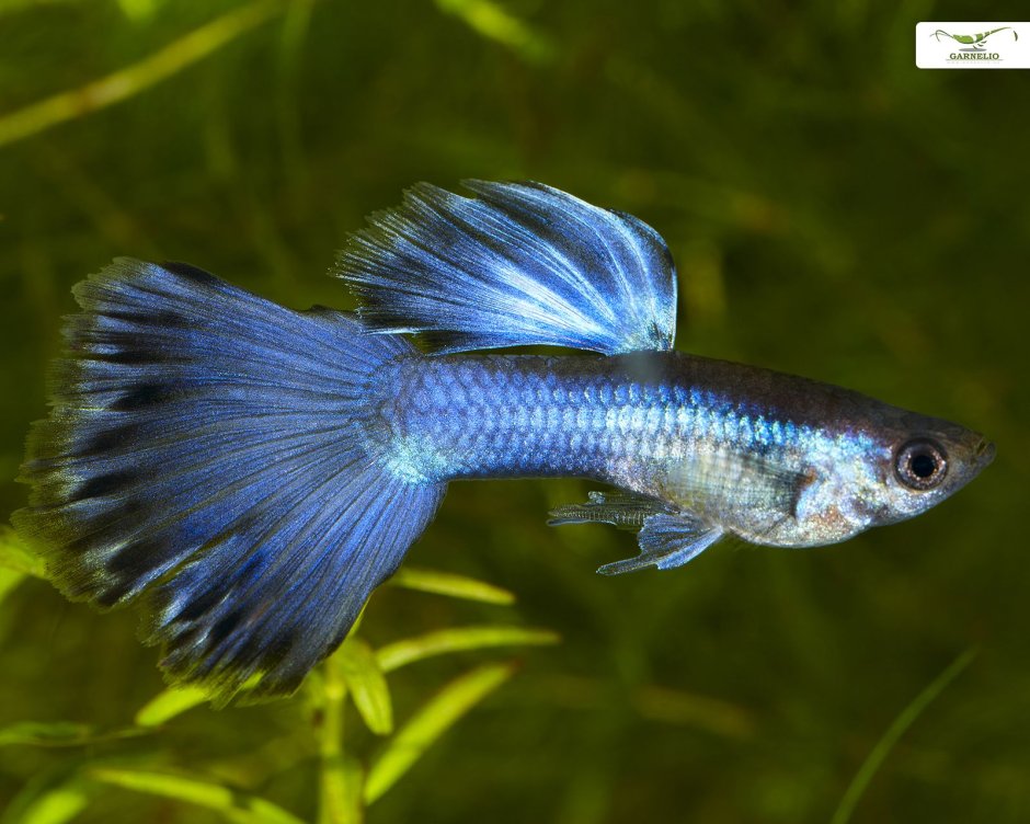 Гуппи Poecilia reticulata