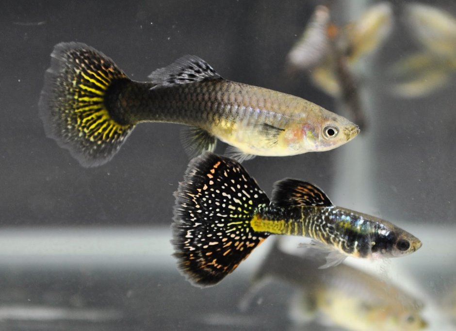 Гуппи черный, самец (Poecilia reticulata var.) (Размер s (до 3 см))