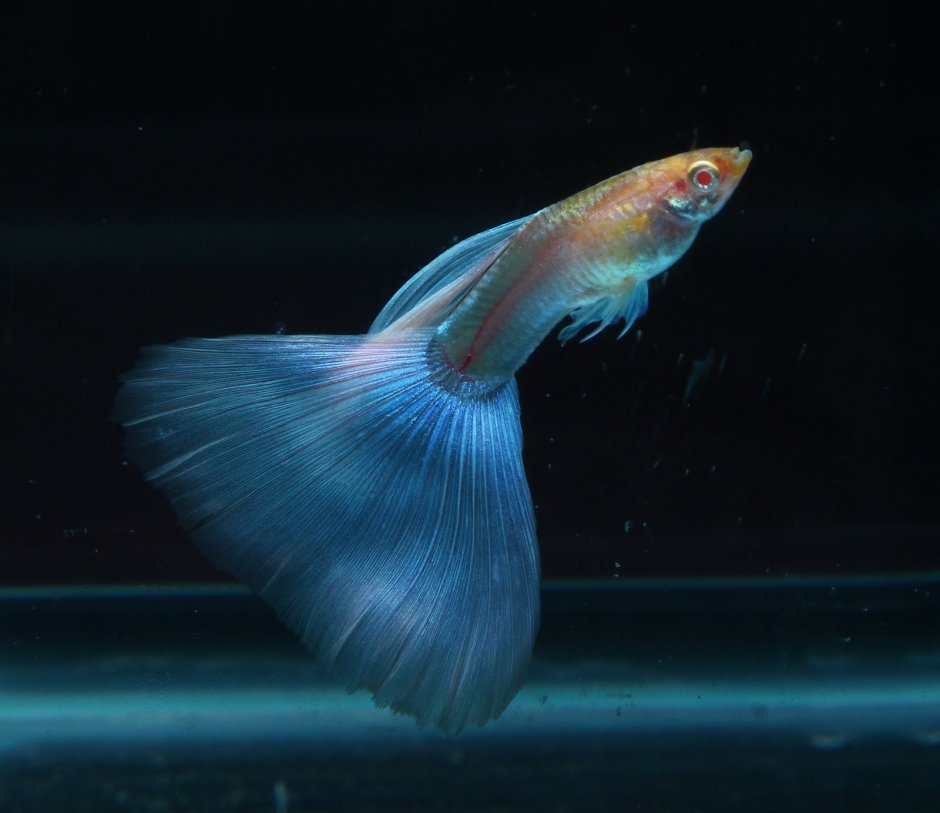 Рыба гуппи Poecilia reticulata