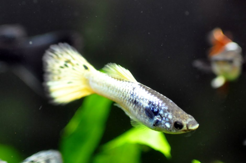 Moscow Green Guppy