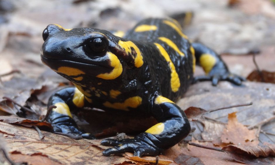 Краснопятнистый Тритон