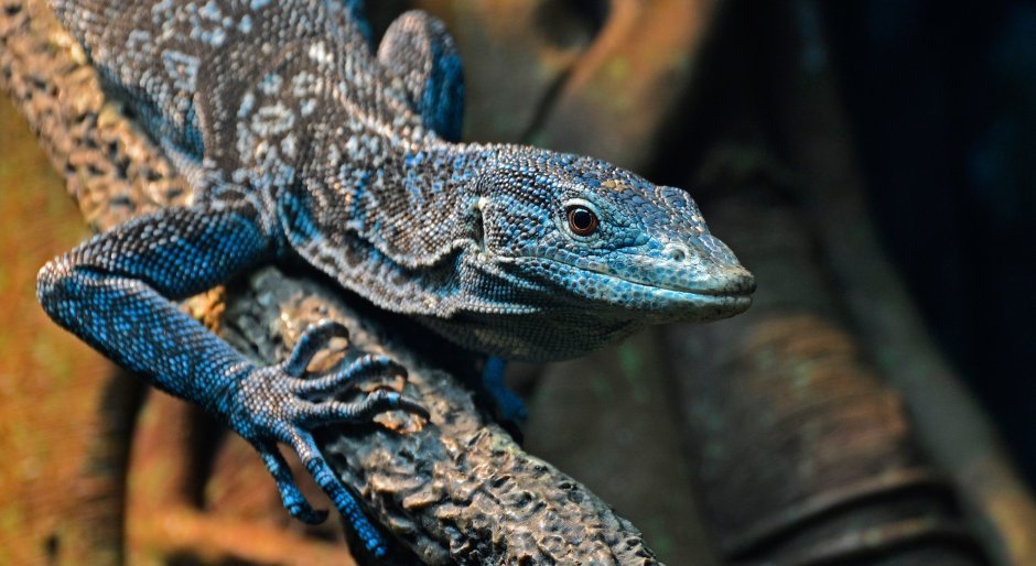 Огненная саламандра Salamandra Salamandra