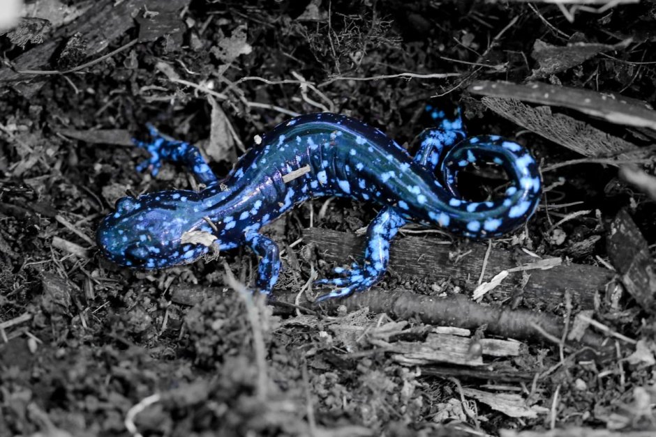 Синий Тритон