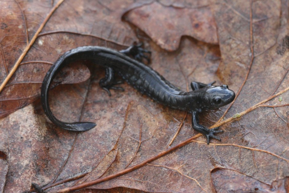 Саламандр Огненный дракон