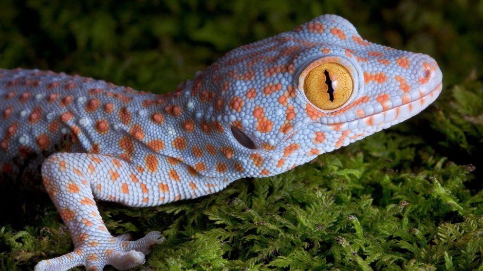 Синий древесный Варан