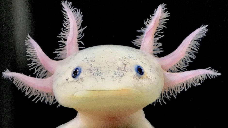 Бруни Дисней