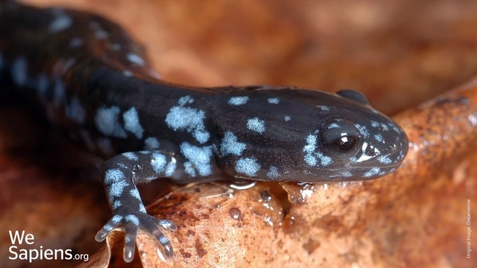 Обои на рабочий стол ящерица