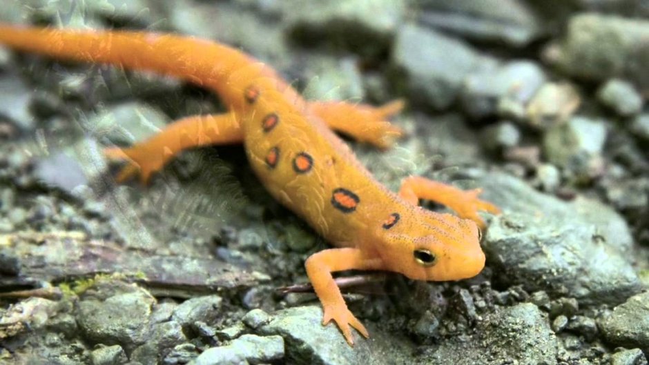 Итальянская саламандра