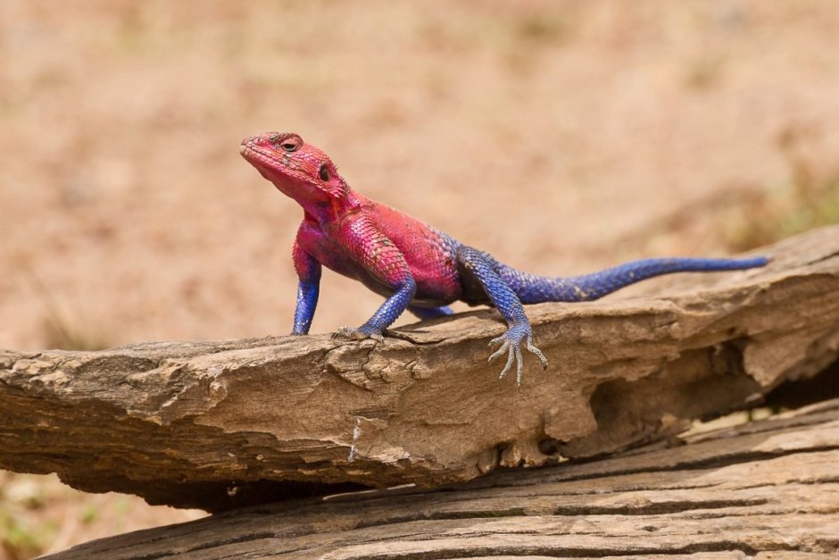 Саламандра Марлины