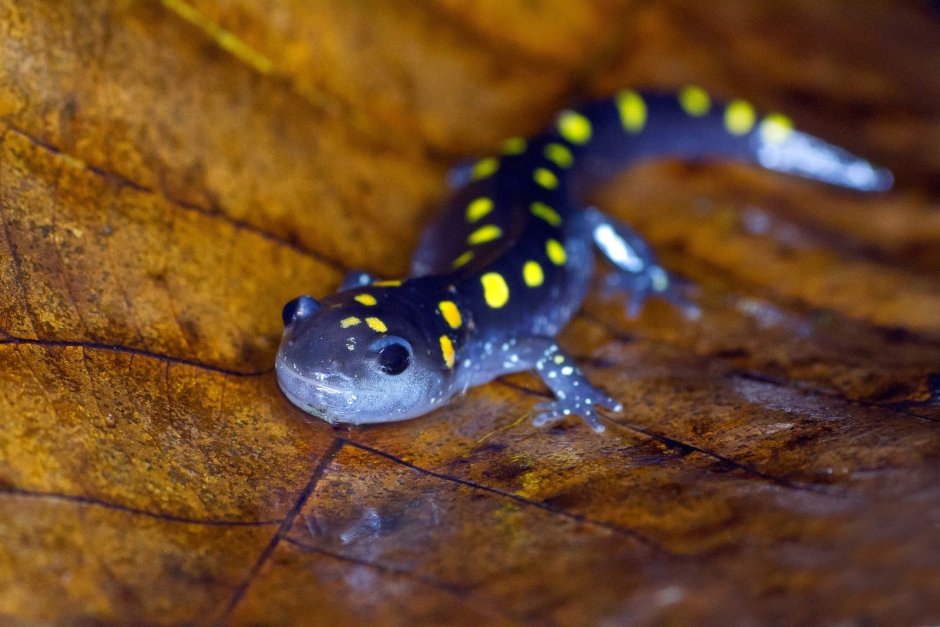 Холодное сердце 2 саламандра Бруни