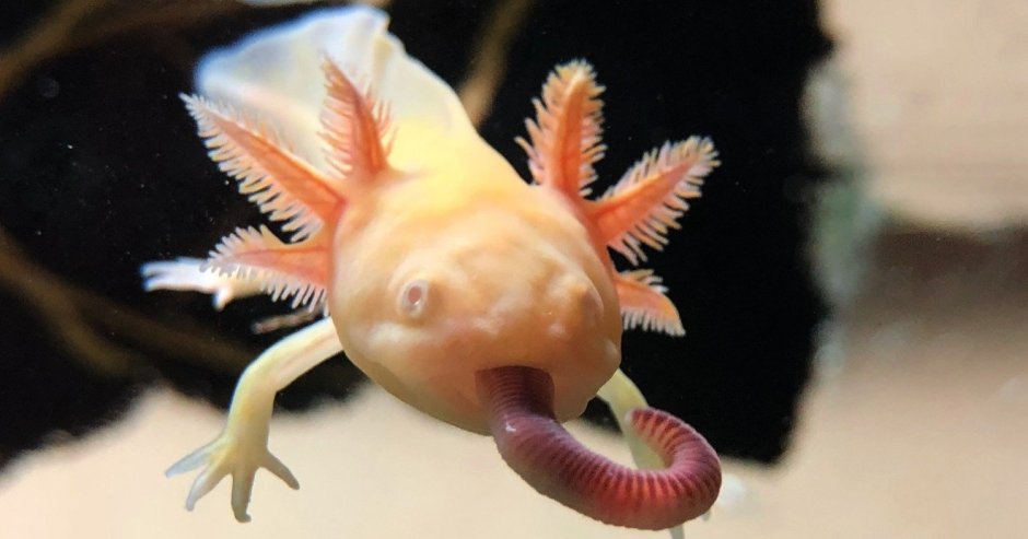 Рептилии игуана