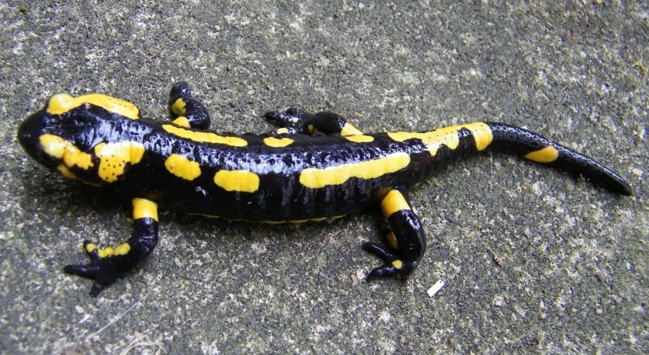 Хозяйка медной горы ящерица