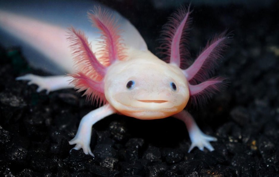 Саламандра Огненная мифология