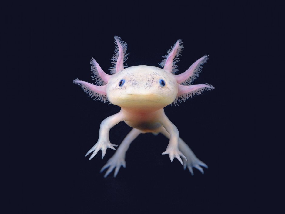 Аквариумный дракон аксолотль
